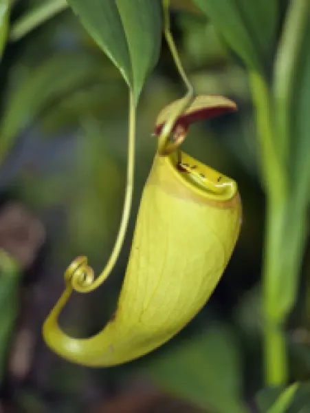 Buy The unusual Pitcher plant