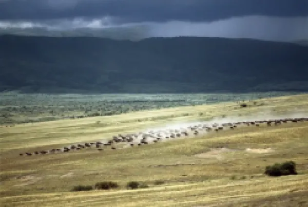 Buy Wildebeest stampede plains of the Ngorongoro Highlands
