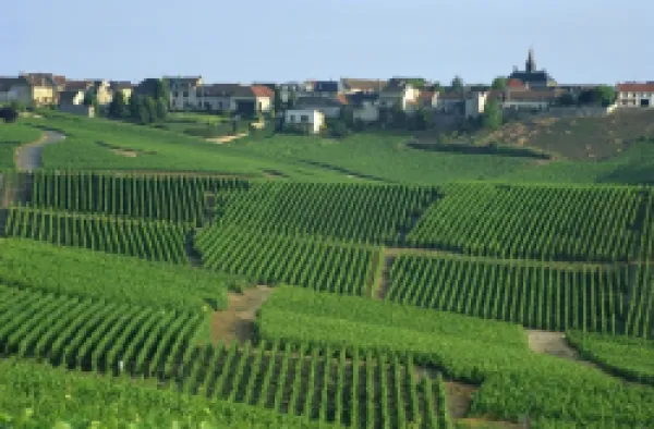 Buy France, Marne, Champagne, Cramant Village and Vineyards
