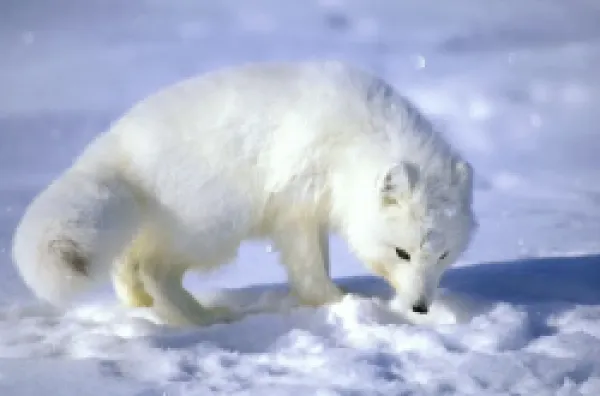 Buy ANZ-1017<br>Arctic Fox searches for food, sniffing lemmings and other food under deep snow on Kara sea shore