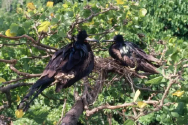 Buy AU-42-GR<br>Christmas Island Frigatebirds - males both incubating eggs