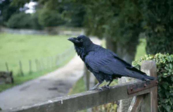 Buy RAVEN - ON GATE POST