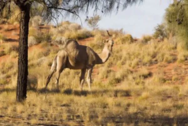 Buy DH-4420<br>One-humped Camel / Dromedary / Dromedary Camel - Under a Desert Oak near Jupiter Well