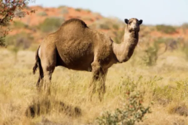 Buy DH-4421<br>One-humped Camel / Dromedary / Dromedary Camel
