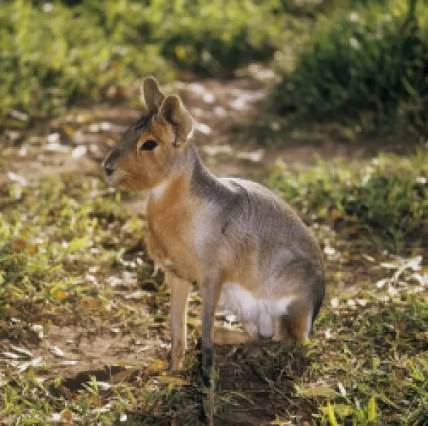 Buy HB-1304<br>Patagonian Mara - sitting