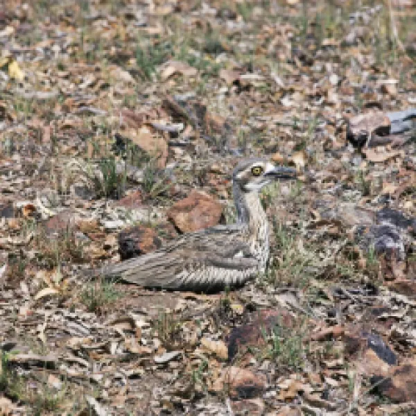 Buy HB-716<br>Beach Stone Curlew - incubating eggs