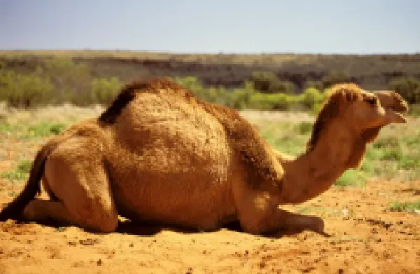 Buy JLR-173<br>One-humped Camel / Dromedary - lying down