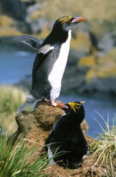 Buy JPF-11120<br>Macaroni Penguin - pair incubating egg at nest