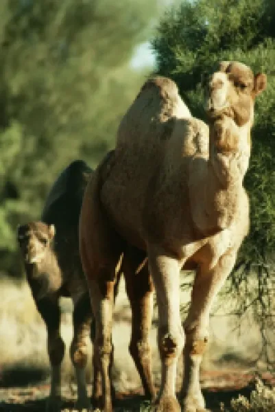 Buy Dromedary CAMEL - wild bull and young