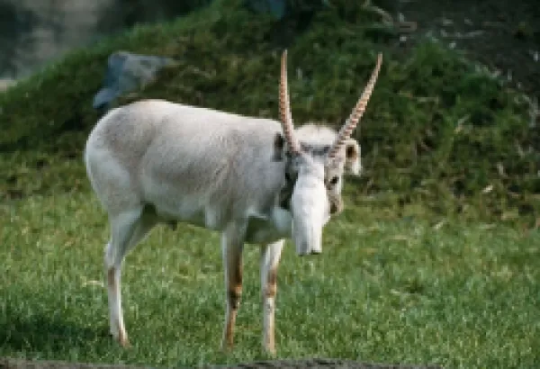 Buy Russian SAIGA Antelope - male. Winter coat