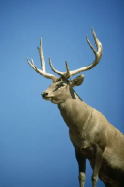 Buy KFO-608<br>Bactrian / Bokharan / Bukhara DEER / Wapiti - male