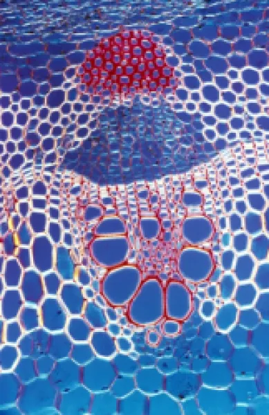 Buy Light Micrograph (LM): A transverse section shows Vascular Bundle in Helianthus stem