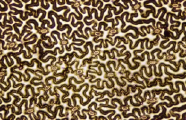 Buy Light Micrograph (LM): A concentration of cells on the epidermis of a plant showing stomata