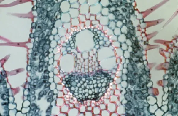 Buy Light Micrograph (LM): Transverse section of a leaf of Marram Grass showing Vascular Bundle