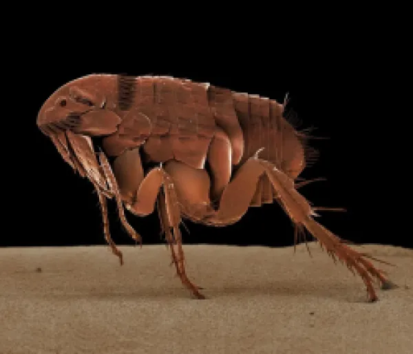 Buy LRDS-52<br>Cat Flea