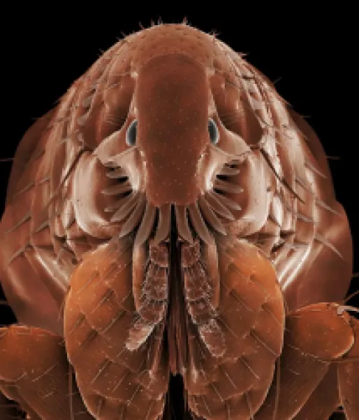 Buy LRDS-54<br>Cat Flea