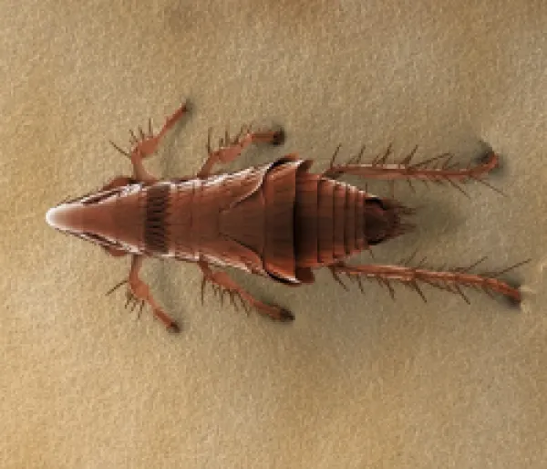 Buy LRDS-55<br>Cat Flea