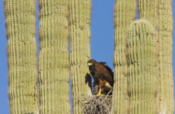 Buy Harris's Hawk - at the nest in a Saguaro cactus