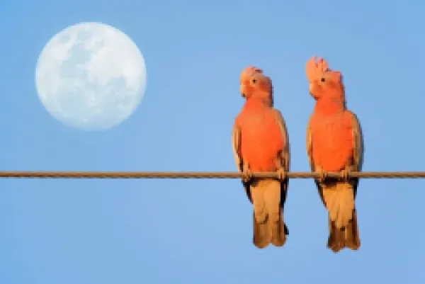 Buy Galah - a pair of Galahs in love sit on a rope with the full moon in their background
