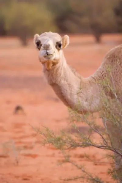 Buy Camel - One-humped Camel or Dromedary in the desert