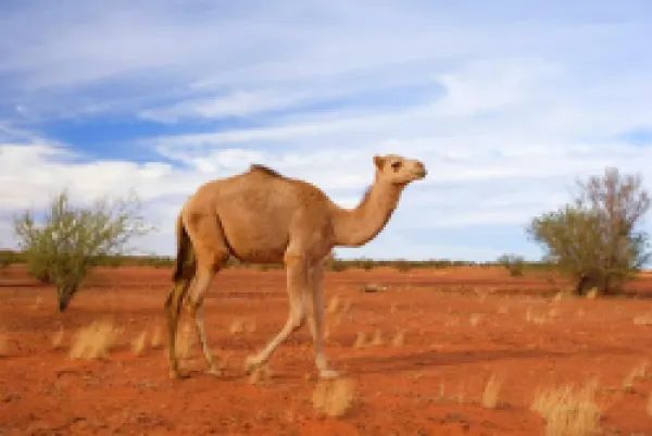 Buy Camel - One-humped Camel or Dromedary wandering through the desert