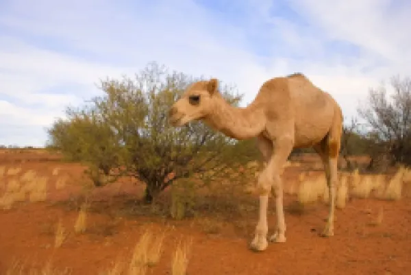 Buy Camel - One-humped Camel or Dromedary wandering through the desert