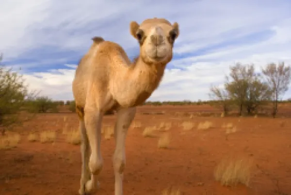Buy Camel - One-humped Camel or Dromedary wandering through the desert looking directly into the camera