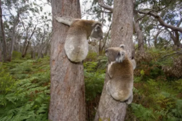 Buy Koala - widenangle shot of two male Koalas clinging to two seperate trees