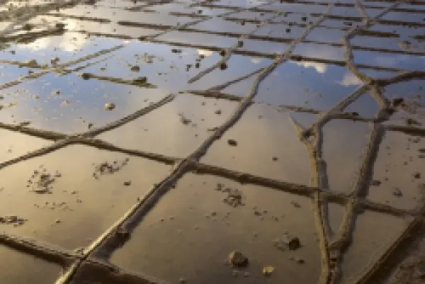 Buy Tessellated Pavement - detail of the magnificent Tesselated Pavement at Eaglehawk Neck on Tasmania.