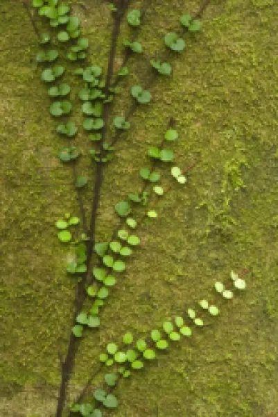 Buy Climber - fragile climber clings to moss-covered tree in temperate rainforest