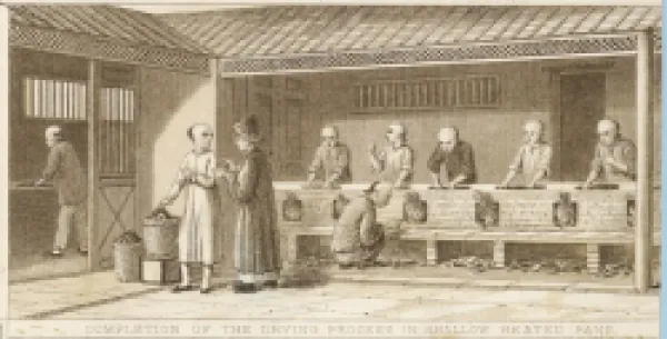 Buy TEA CULTIVATION/CHINA