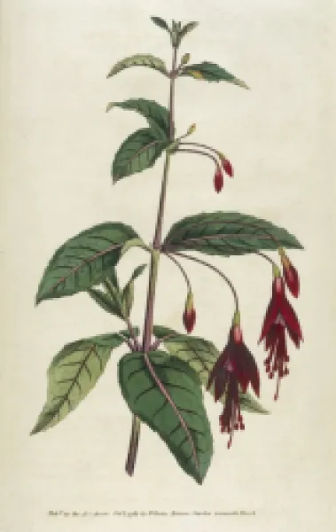 Buy PLANTS/FUCHSIA