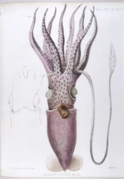 Buy MARINE LIFE/SQUID