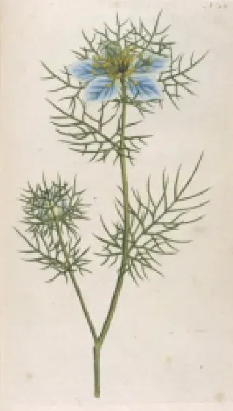 Buy PLANTS/NIGELLA DAMASCENA