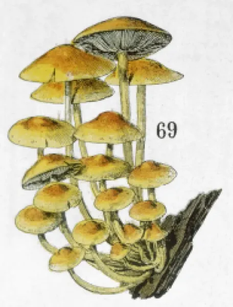 Buy MUSHROOM CLUSTER 19C