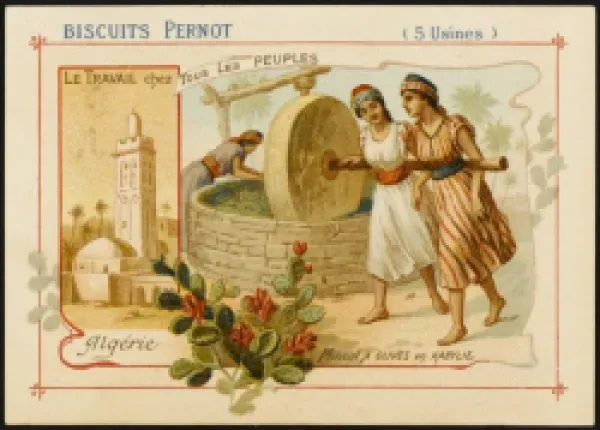 Buy OLIVES FROM ALGERIA