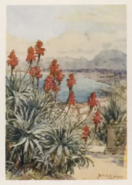 Buy LILIACEAE ALOINAE (ALOE)