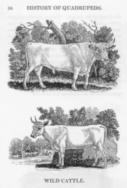 Buy WILD CATTLE