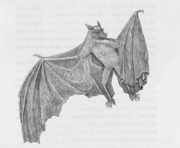 Buy TERNATE BAT