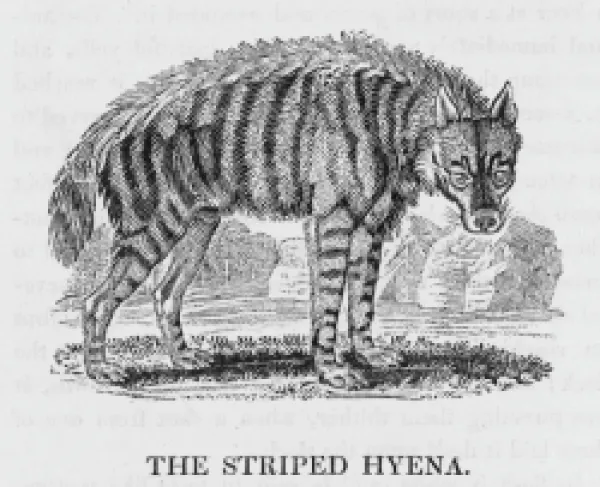 Buy HYENA (BEWICK)