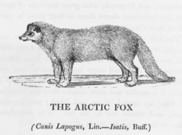 Buy ARCTIC FOX (BEWICK)