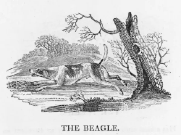 Buy BEAGLE (BEWICK)