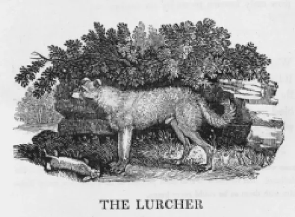 Buy BEWICK LURCHER
