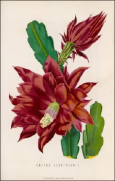 Buy CACTUS JENKINSONII