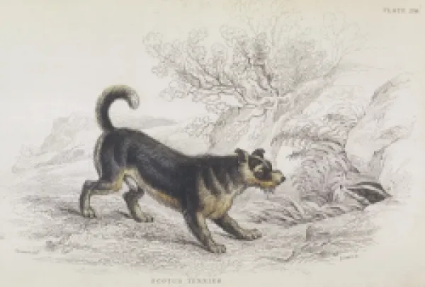 Buy TERRIER AND BADGER