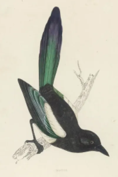 Buy MAGPIE (MORRIS)