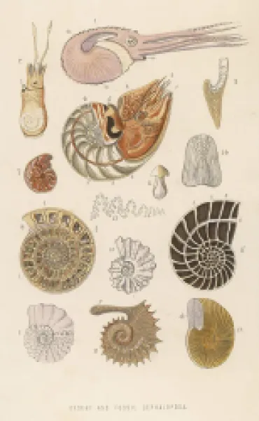 Buy VARIOUS CEPHALOPODA