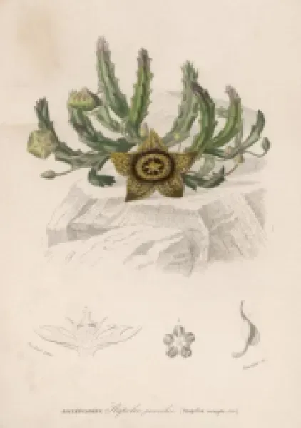 Buy STAPELIA VARIEGATA