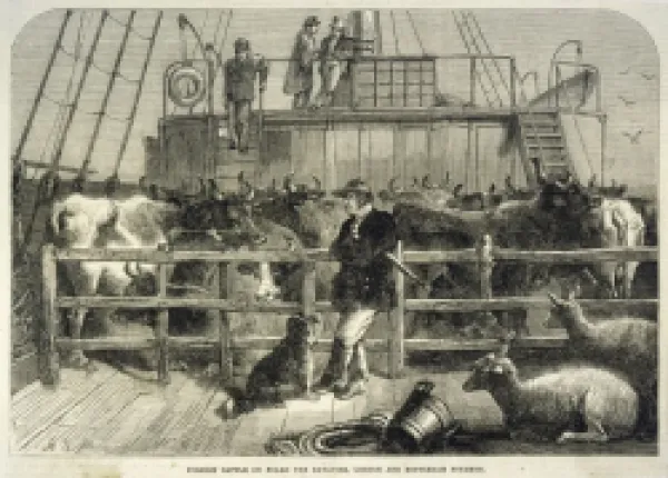 Buy IMPORTING CATTLE 1865