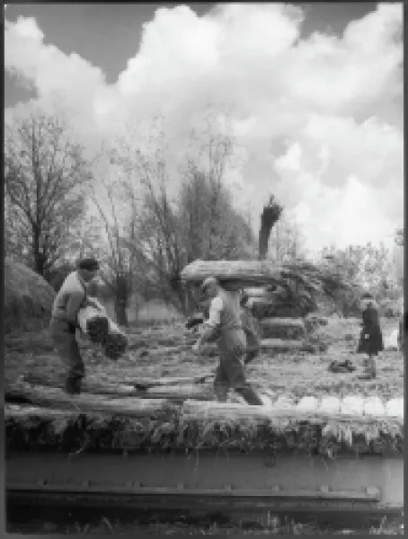 Buy STACKING REED FOR THATCH